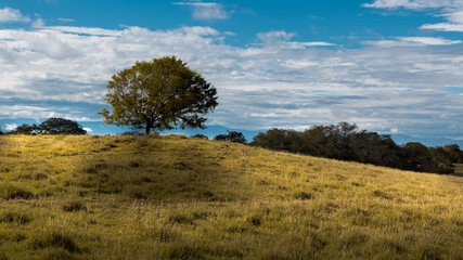 Obraz premium tree in the field