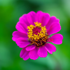 Macro purple pink  flower with yellow stamens and  pollen and blurred natural green background. Toned image. Copy space.