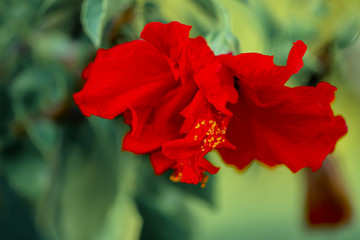 Art photography of blooming red blur Hibiscus. Macro red flower mallow with yellow stamens and blurred natural green background. 