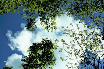 緑葉のコントラスト　