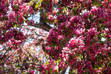 View of dark pink cherry blossoms