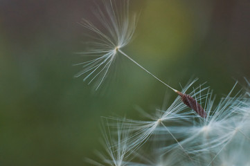 dandelion seed head