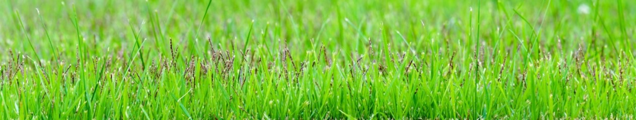 Panoramic view of green grass on green colorful bokeh background, panoramic view of wild grass on green bokeh.panoramic view of lawngrass flower.
