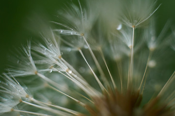 dandelion seeds with water drops / dew 