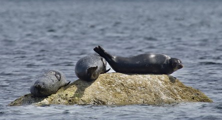 Fototapeta premium seal on the beach