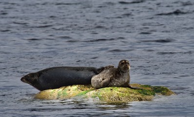 seal in the water