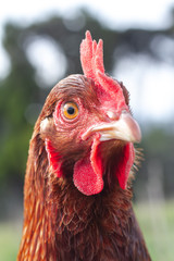 Layer hens enjoying the outdoors. Shot on a sustainable, organic farm in rural New Zealand. 