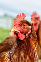 Layer hens enjoying the outdoors. Shot on a sustainable, organic farm in rural New Zealand. 