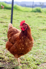 Layer hens enjoying the outdoors. Shot on a sustainable, organic farm in rural New Zealand. 