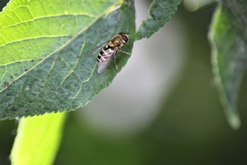 A big hoverfly on a green leaf