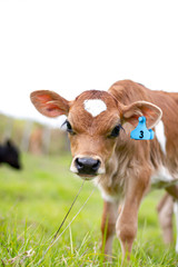 A young calf surrounded by lush green pastures. A scene from an organic beef and dairy farm in rural New Zealand. 