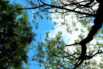 新緑のえんじゅ　