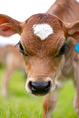 A young calf surrounded by lush green pastures. A scene from an organic beef and dairy farm in rural New Zealand.  © Carl