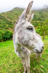 Naklejka na ściany i meble Donkey during Salkantay Trekking in Peru, South America