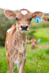 A young calf surrounded by lush green pastures. A scene from an organic beef and dairy farm in rural New Zealand. 