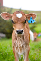 A young calf surrounded by lush green pastures. A scene from an organic beef and dairy farm in...