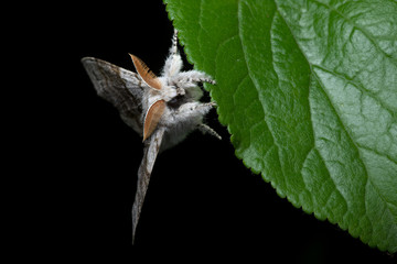 large pale tussock moth hangs from a leaf