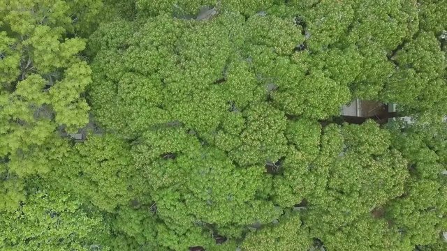 drone footage ascending above a big tree ( Samanea Saman ) canopy and slowly revealing the houses in urban landscape of the tropical town of Jarabacoa in Dominican Republic