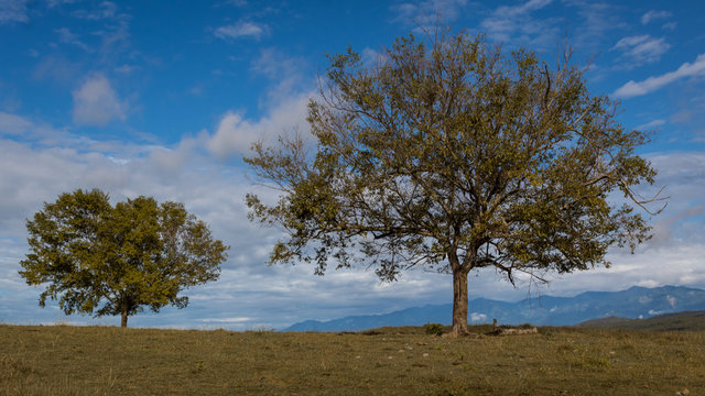 tree in the field © Steven