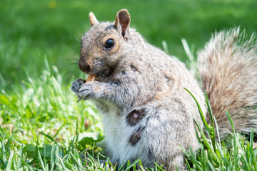 A wild eastern gray squirrel eating an almond in Lafontaine park, Montreal, Canada