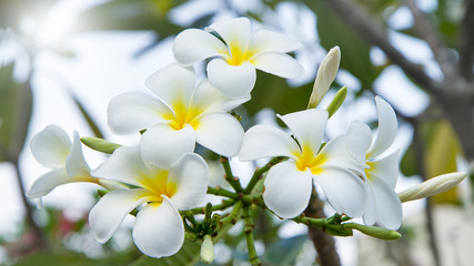 Naklejka na ściany i meble white frangipani or plumeria flowers