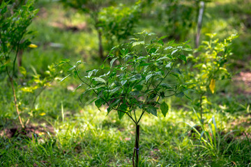 The natural background of the vegetable garden (Chili garden) is used to add spicy flavor.