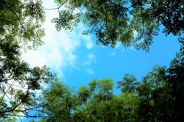 緑のコントラスト　