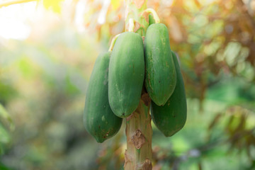 Close-up background of green fruit (papaya) cultivated in the garden, an alternative health fruit, helping with bowel movements