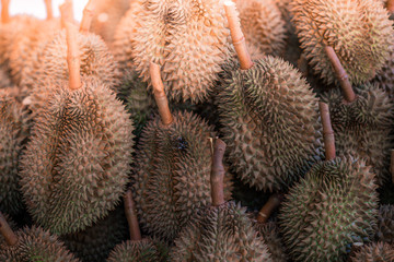 A close-up view of the seasonal fruit that one of the most popular (Durian) that is cut from the tree and placed for sale, has a sweet and delicious flavor.