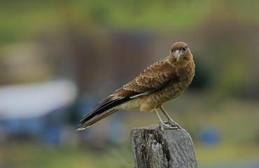 Aves
SUR CHILE Patagonia