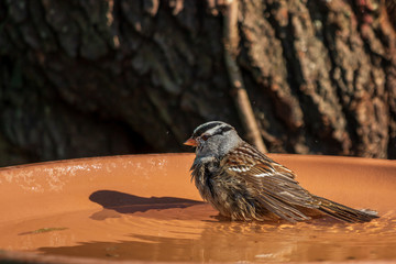 White-crowned sparrow in a bird bath