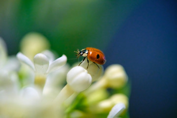 ladybug sitting on a beautiful lilac flower. low light background. lady-cow, ladybird, lady-beetle, lady-cow color