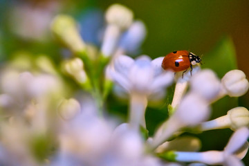 ladybug sitting on a beautiful lilac flower. low light background. lady-cow, ladybird, lady-beetle, lady-cow color