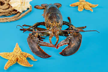 A live lobster with starfish on blue background.