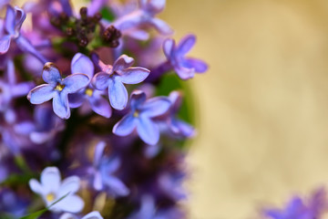 lilac flowers macro on a black background color