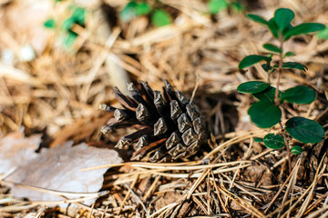 Fallen pine cone in the summer forest closeup