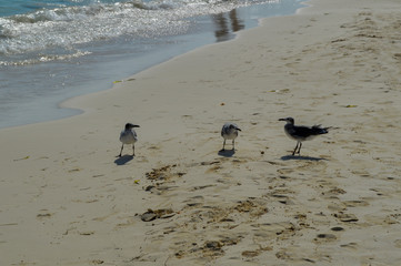 tres aves caminando por la arena en la playa