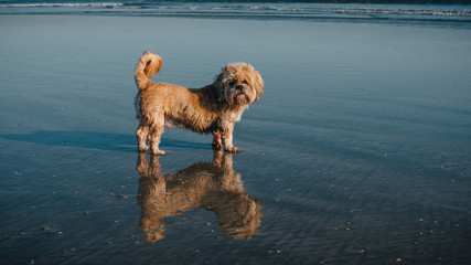 A dog walking at beach