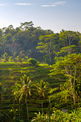 Fototapeta na wymiar Morning view of the beautiful Tegallalang rice terraces in Bali