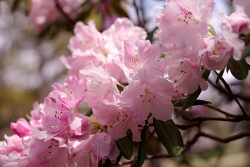 シャクナゲ　Rhododendron