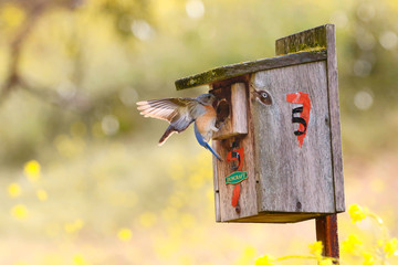 Eastern Bluebird