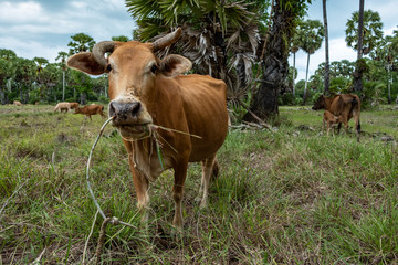 Farming in Southern Thailand. 