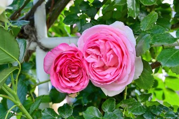 寄り添うように咲く二輪のピンクのバラ