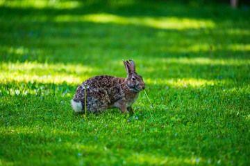 rabbit in the grass