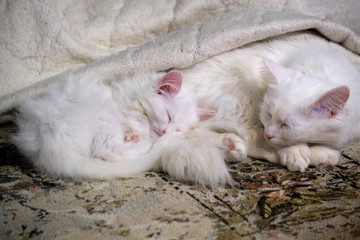 Naklejka na ściany i meble two White Kitten's Sleeps Close-Up color low light