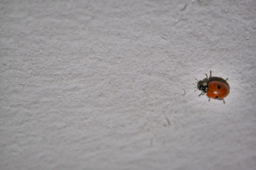 A ladybug climbing slowly along a wall color