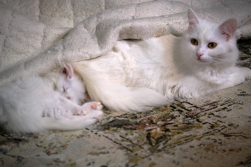Fototapeta na wymiar White Kitten Sleeps Close-Up color low light