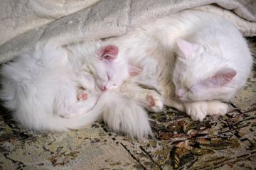 White Kitten Sleeps Close-Up color low light