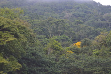 forest in the mountains
