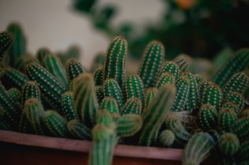 
MANY PRETTY AND SMALL CACTUSES